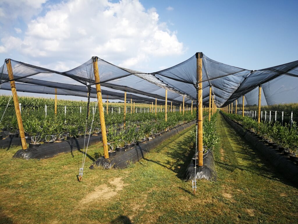 anti-hail net system on blueberry